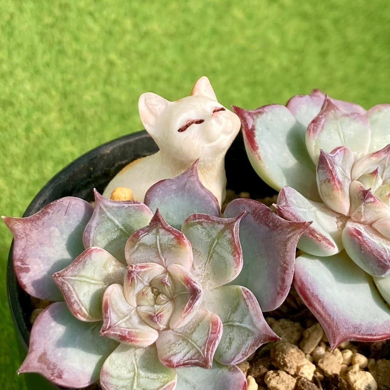 フェアリークイーン 双頭 | 多肉植物 豆彦商店