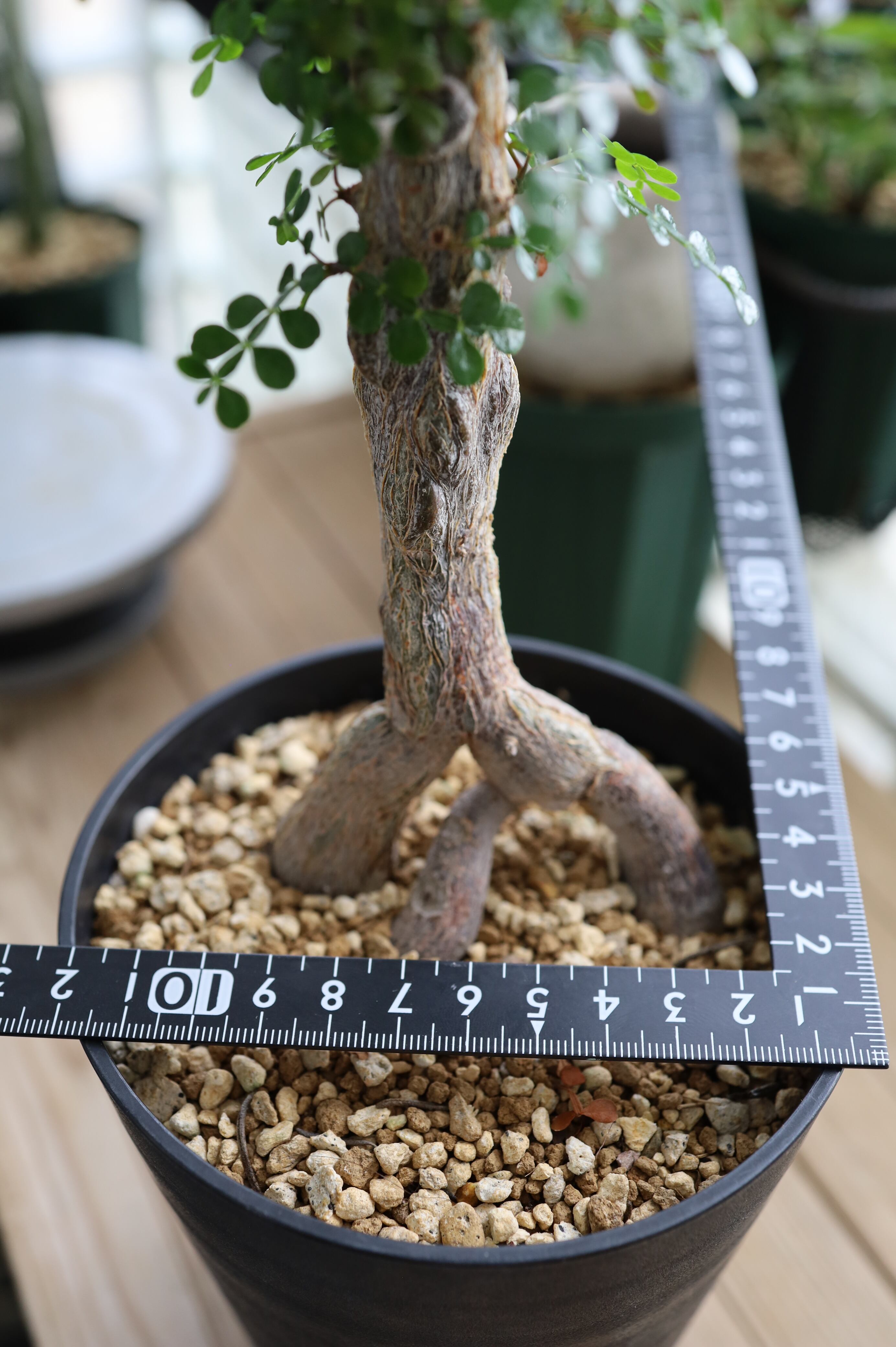 オペルクリカリア・デカリー | Operculicarya decaryi _001 | SAVVY PLANTS