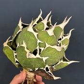 アガベ チタノタ ペルシアンドワーフ【673】