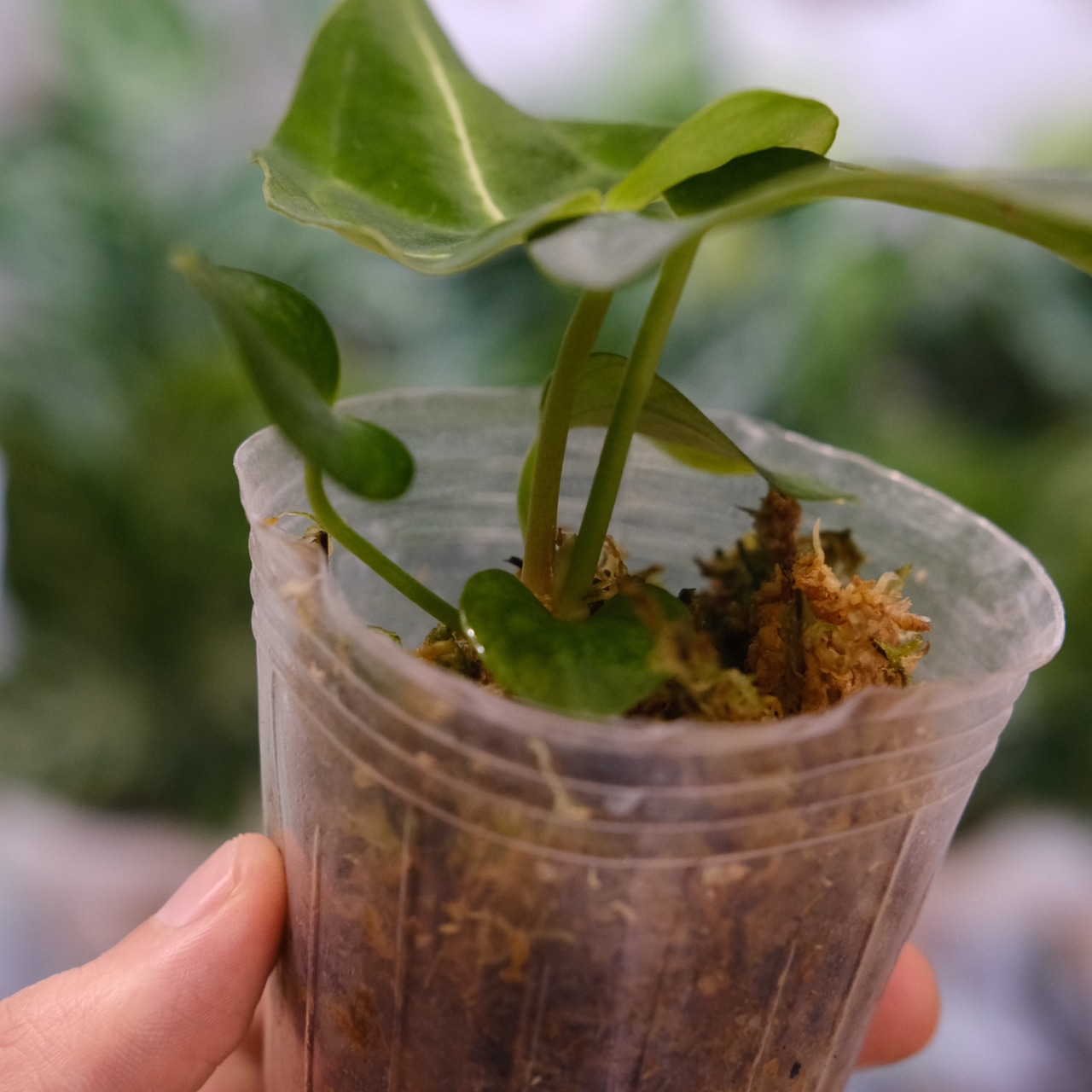 アンスリウム・レガレ / Anthurium Regale【実生】 / 観葉植物<育て方・花言葉>