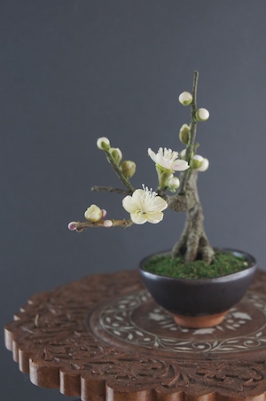 盆栽 梅 Plum Tree Bonsai #89