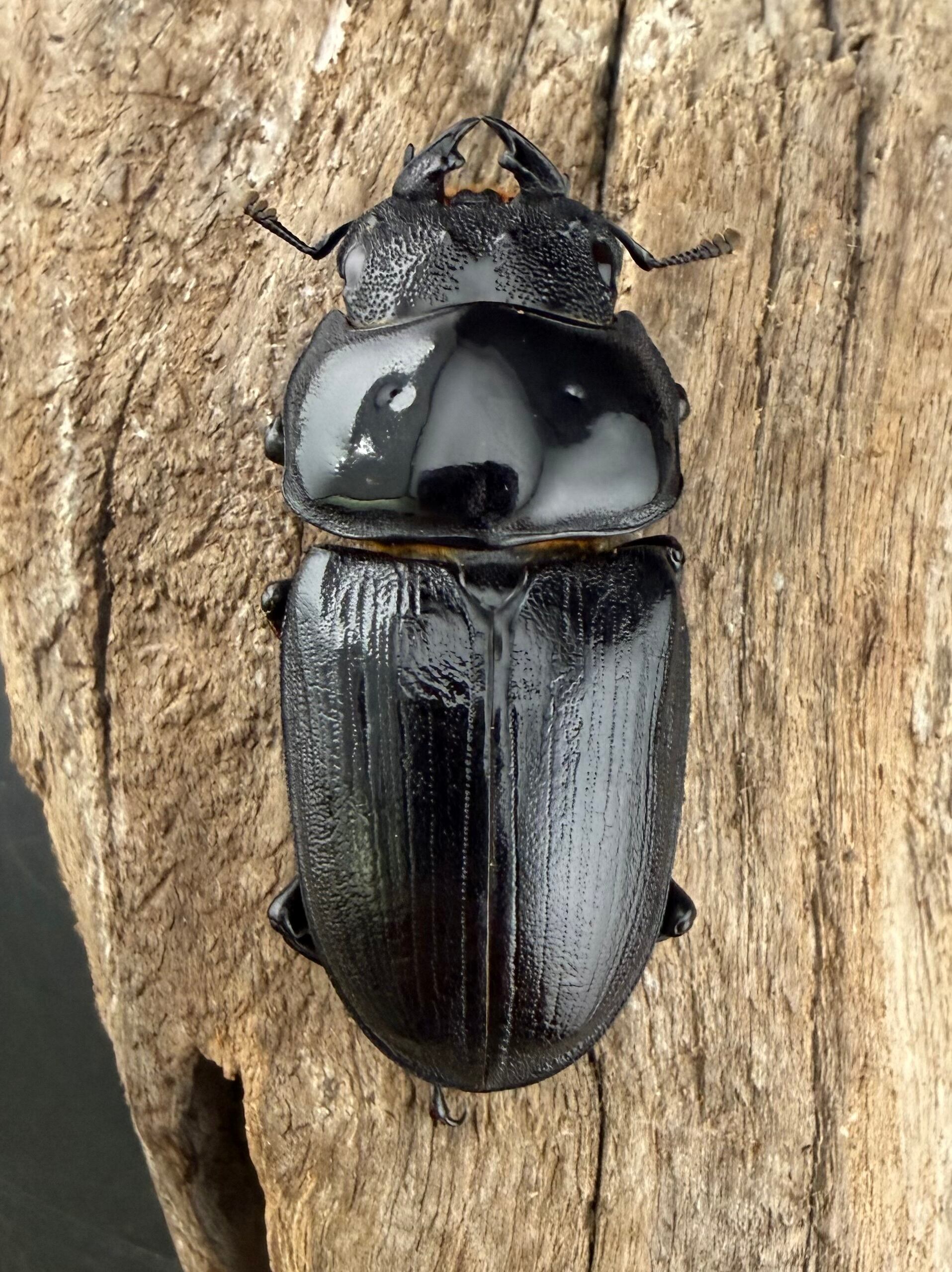 オオクワガタ 能勢YG血統 77mm ペア》 | KPW公式オンラインショップ