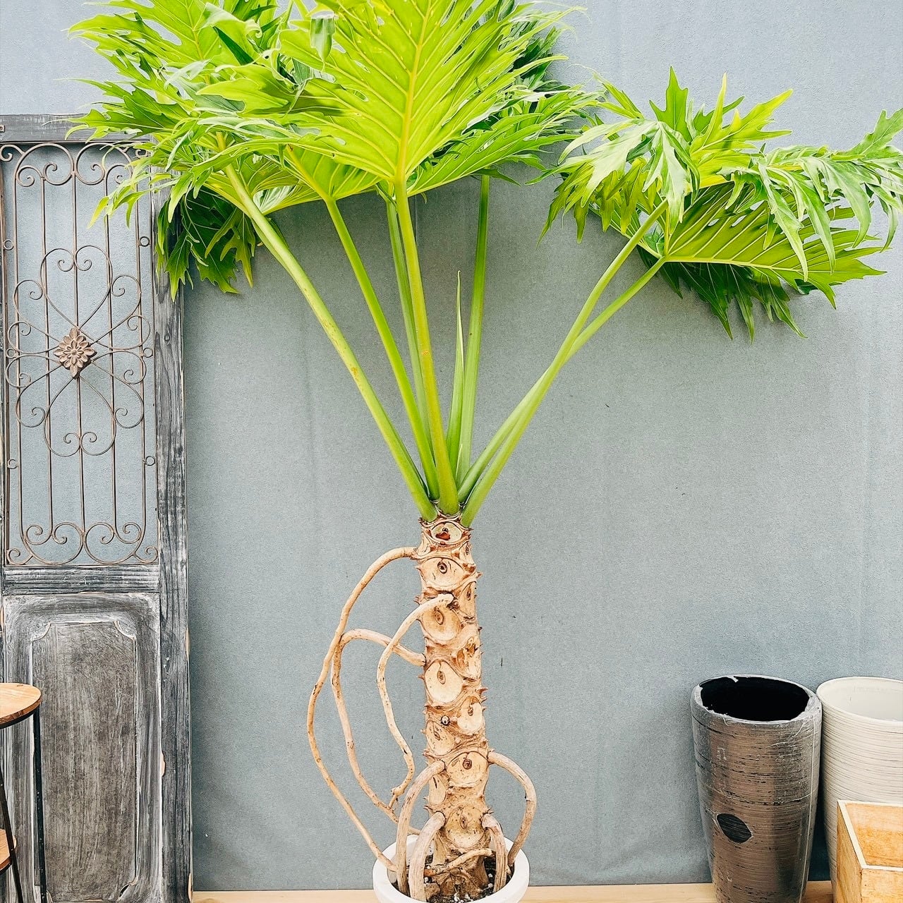 現品］A44 ソテツ 10号 観葉植物 大型 屋外 綺麗 幹太 大きい 育て