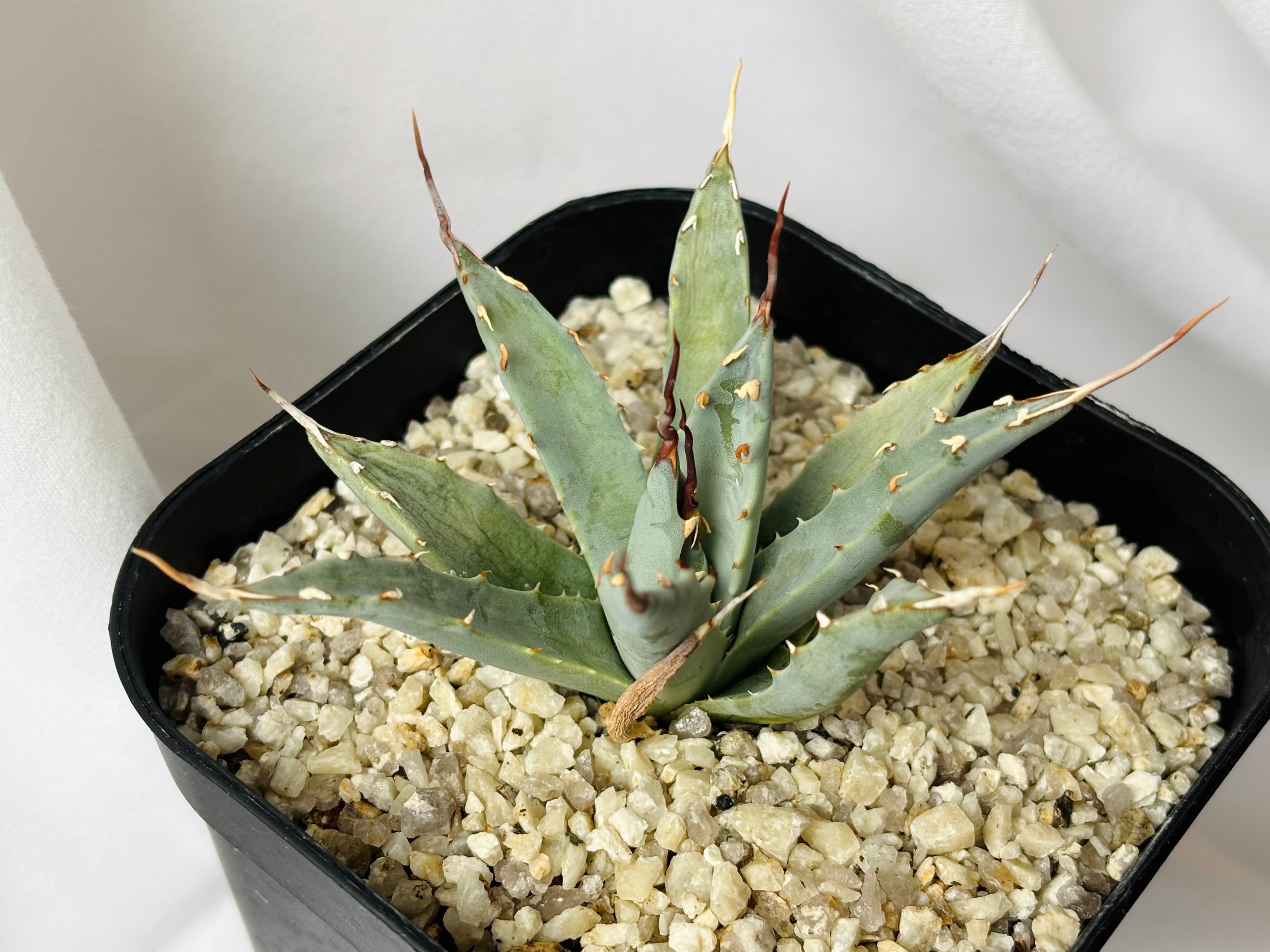 Agave utahensis eborispina アガベ エボリスピナ 多肉植物 | plants