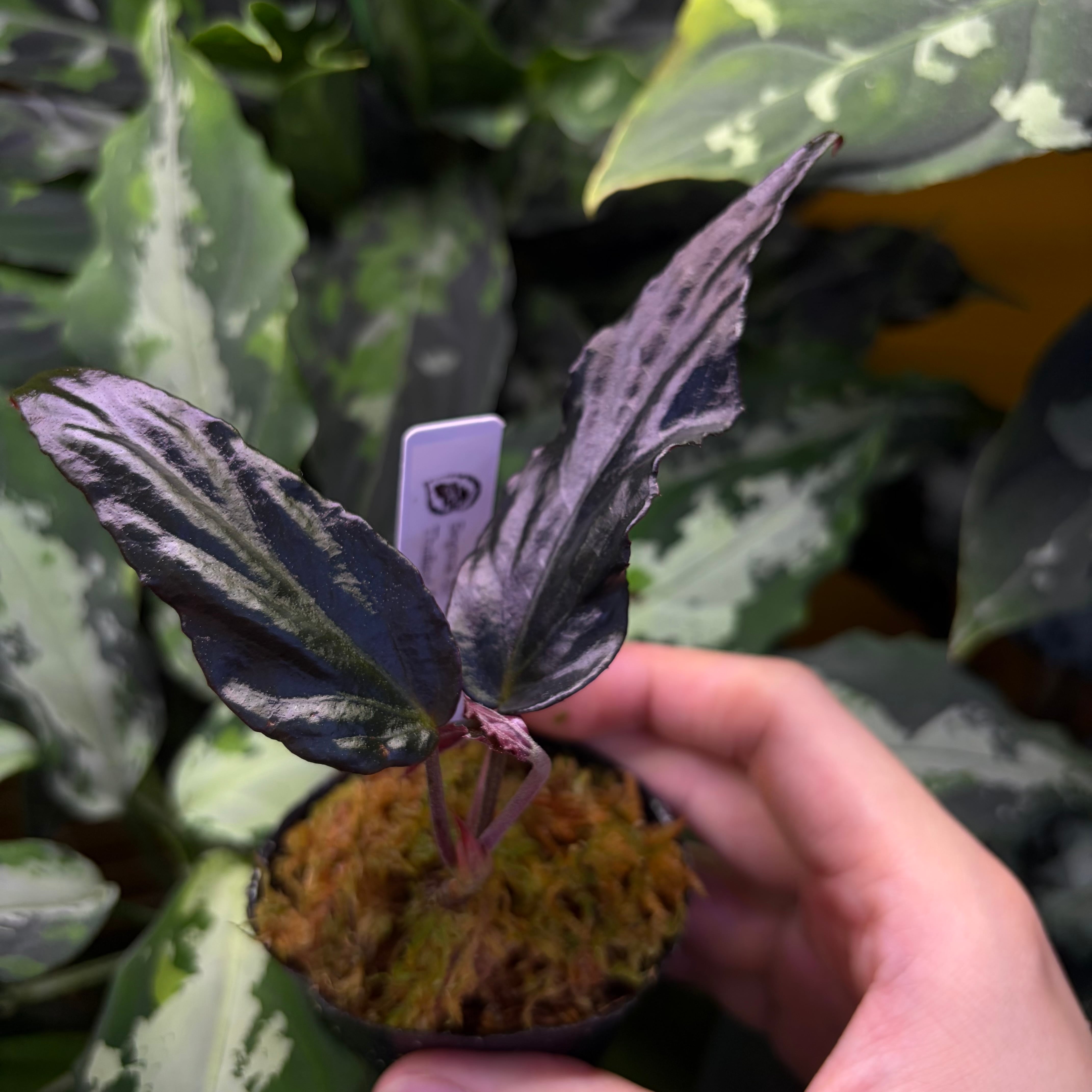 熱帯雨林植物専門店 トイ吉園芸