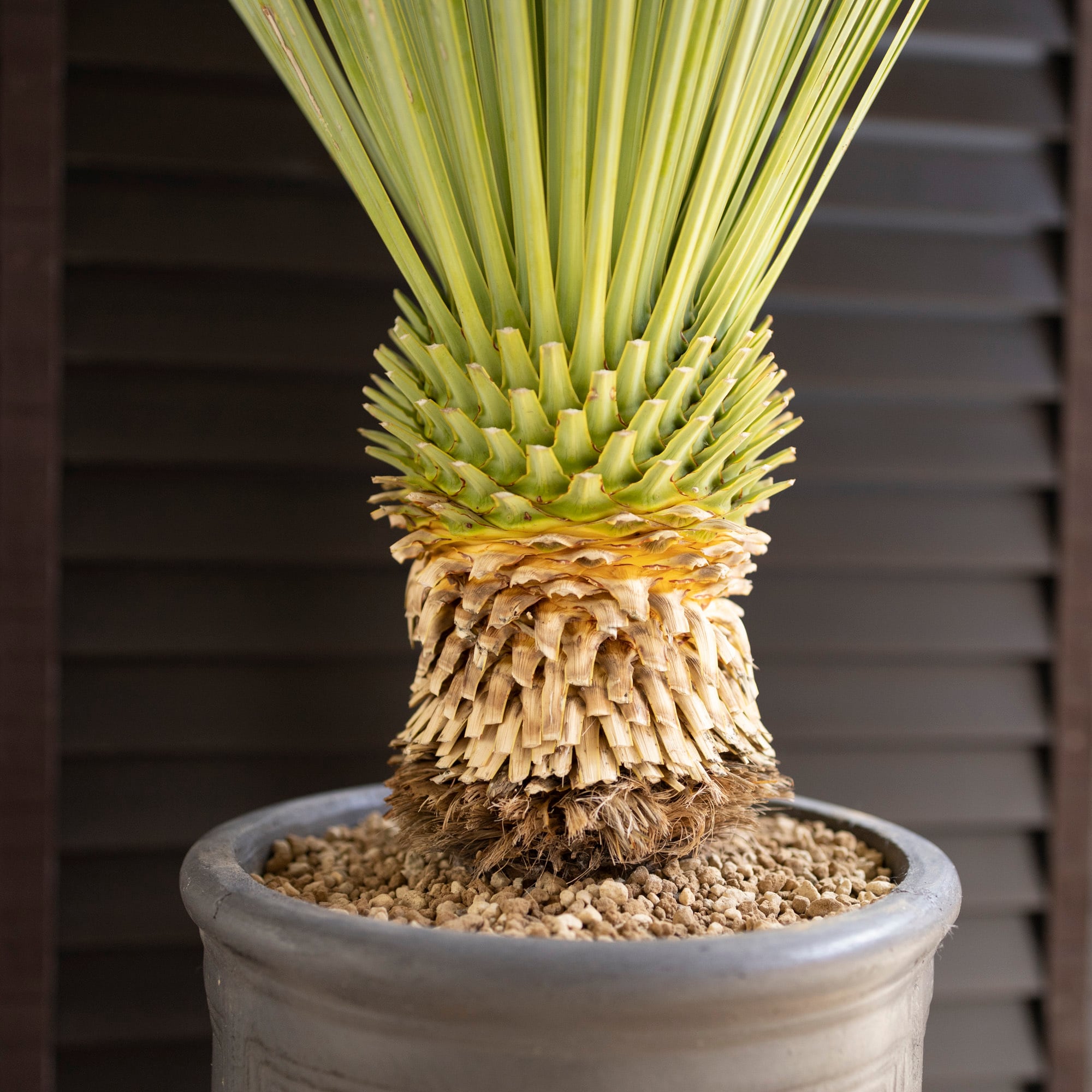 ユッカ ロストラータ 発根済 葉長め