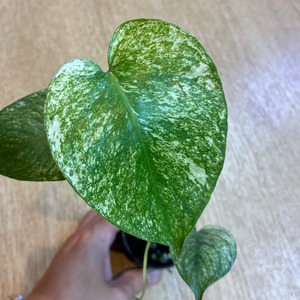 Monstera deliciosa white monster モンステラ・ホワイトモンスター 2.5分ポリポット