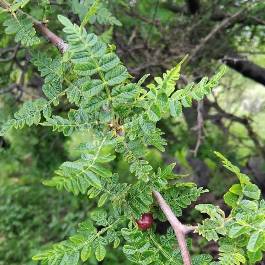 種子】[2026.07入荷] Bursera diversifolia(ブルセラ・ディベルシ