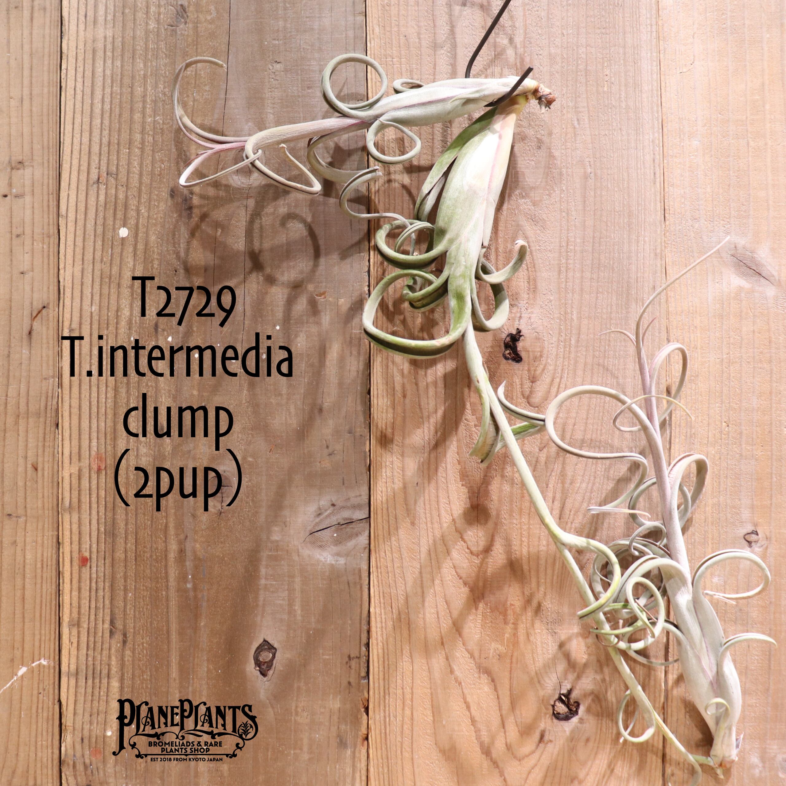 【送料無料】intermedia clump (2pup) 〔エアプランツ〕現品発送T2729