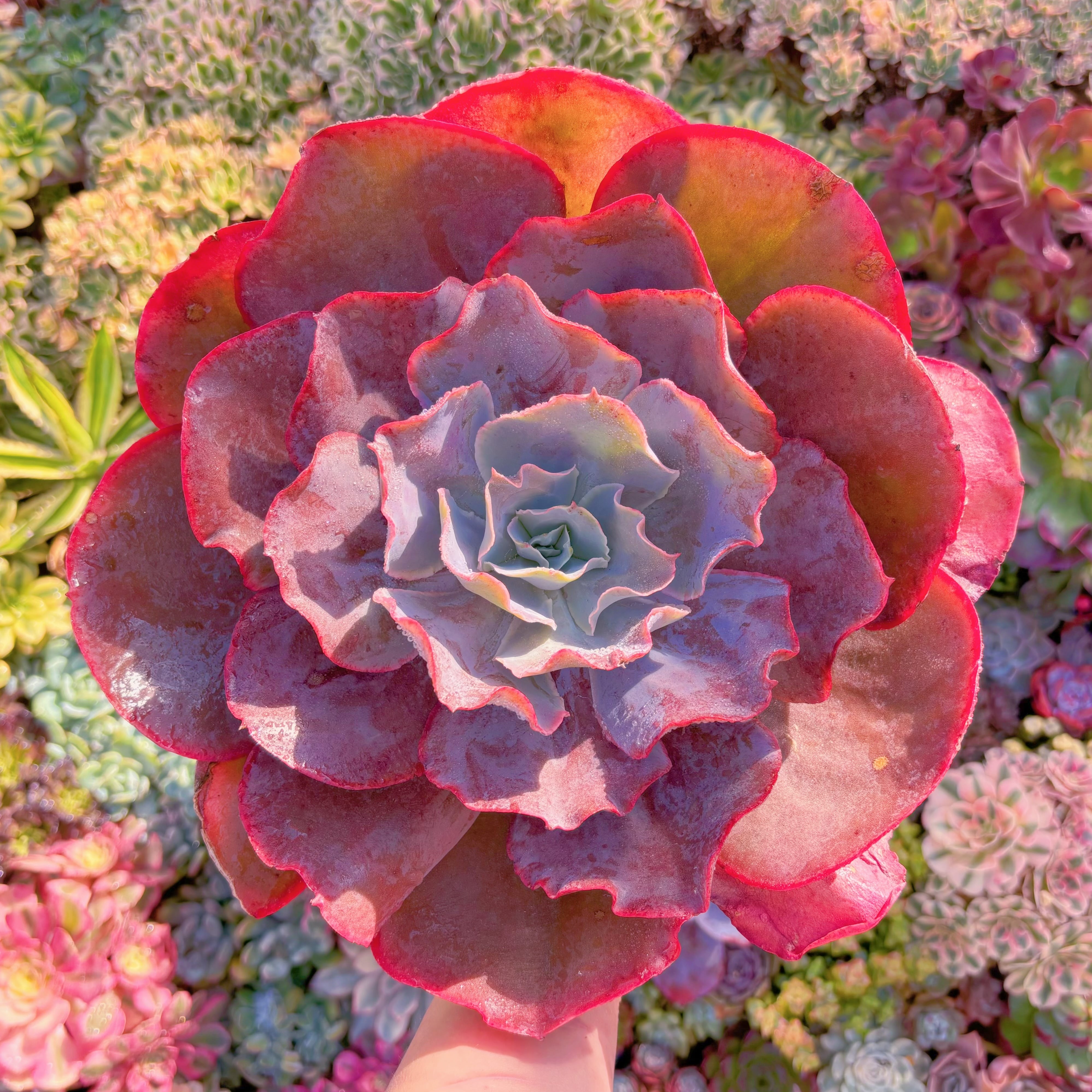 現品　新品種　天空の城#933　直径約27cm特特大苗　新入荷　るる農園