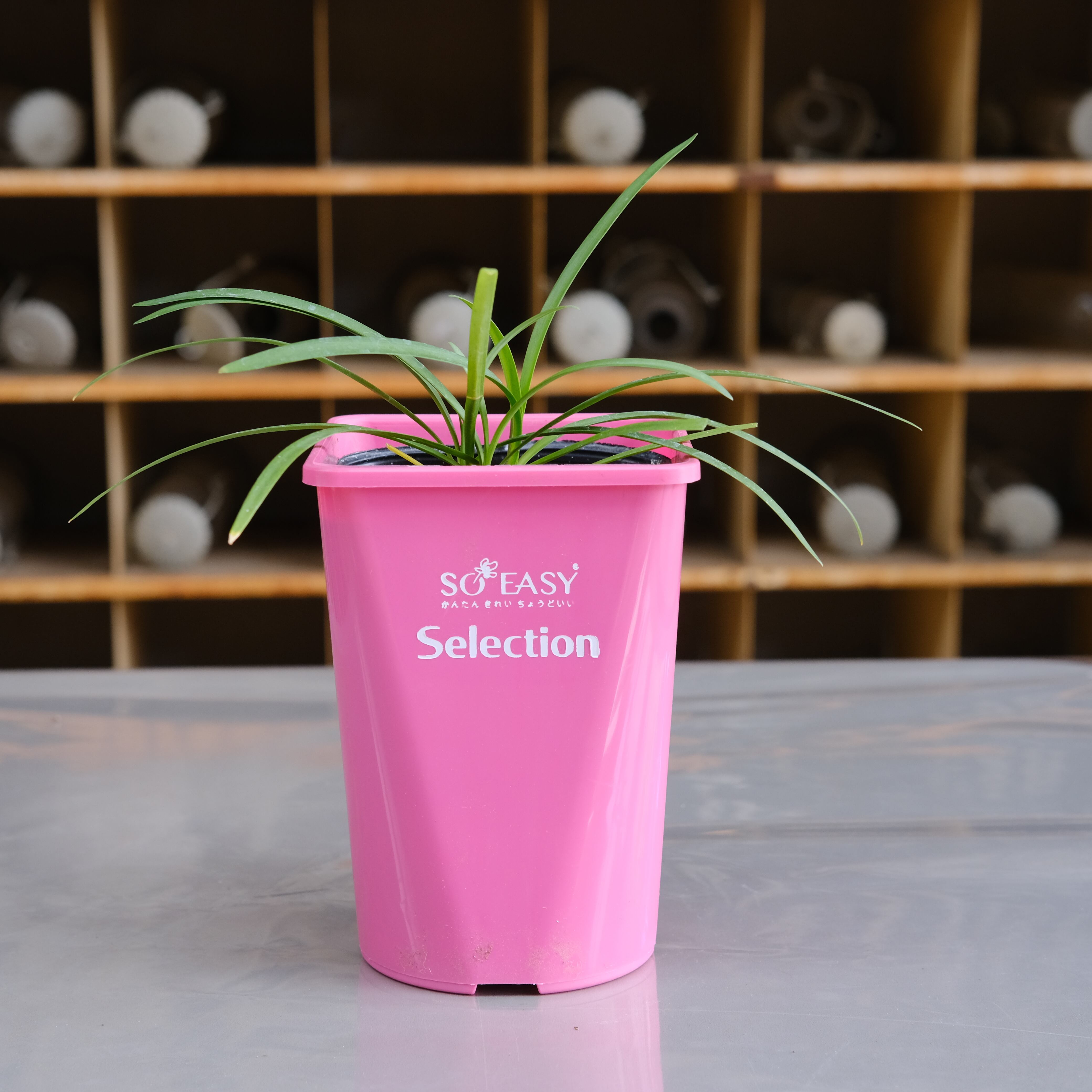 アガパンサス《 サマーラブ・ホワイト 》 | グリーンギャラリーガーデンズ