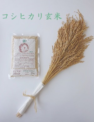 【2026年産】新米予約【500g】有機こしひかり玄米