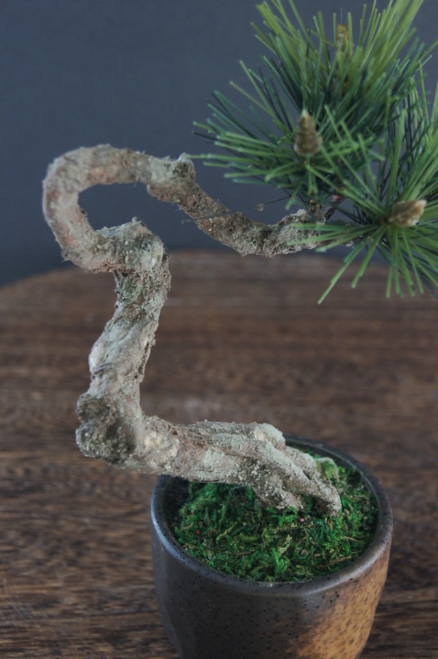 盆栽 松 Pinetree Bonsai #92 | Oh! BONSAI