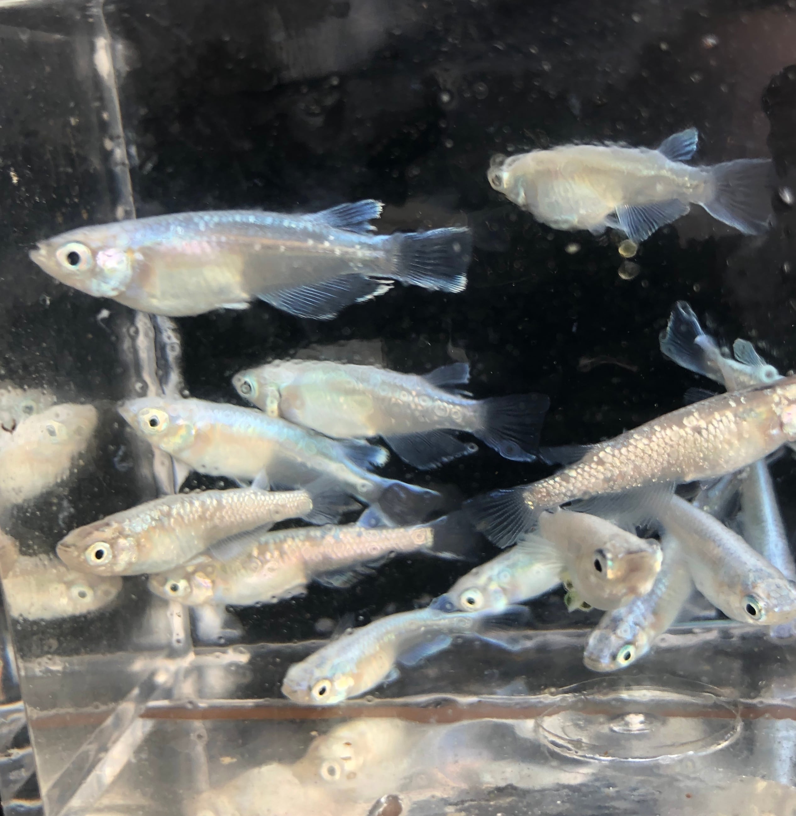 希少 サンセット極龍系 メダカ 六鱗幹之 2ペア めだか処 利久庵 生体 成魚のメダカ Shipsctc Org