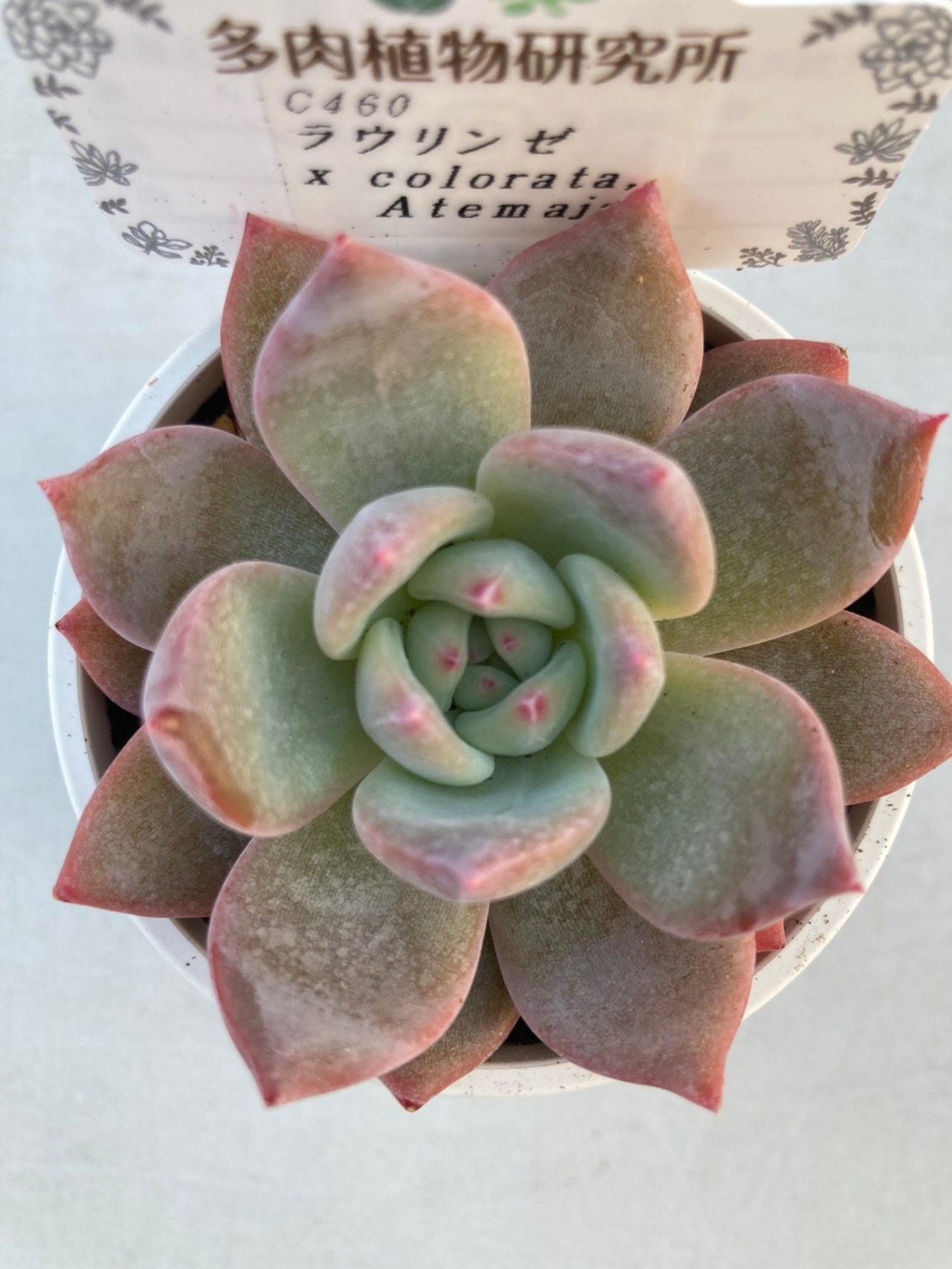 【現物商品】ラウリンゼ x アテマハック