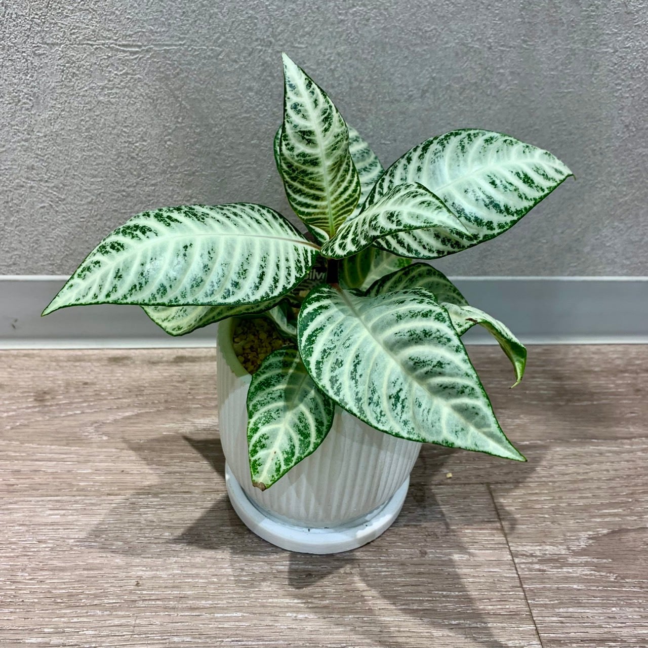 一点もの【ダニア・シルバークラウド】|観葉植物|アフェランドラ|陶器|ゼブラ