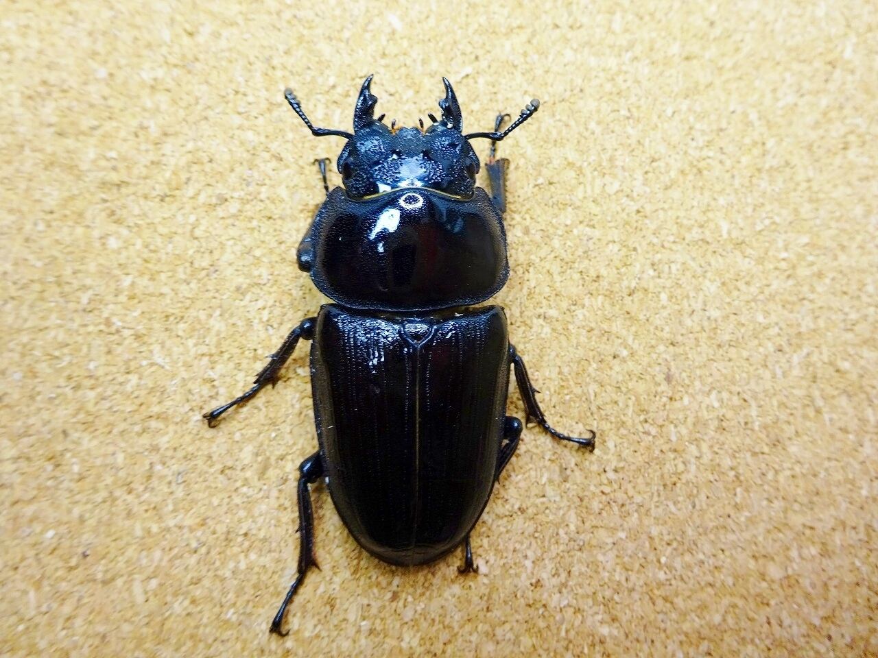 山梨産準天然（WF0）オオクワガタ♂♀成虫ペア オオクワガタ 山梨産 