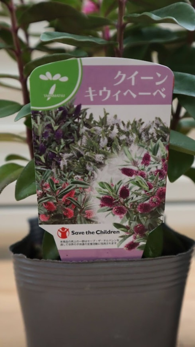 へーべ　『クイーン・キウイ　へーべ』　3号ポット　１苗