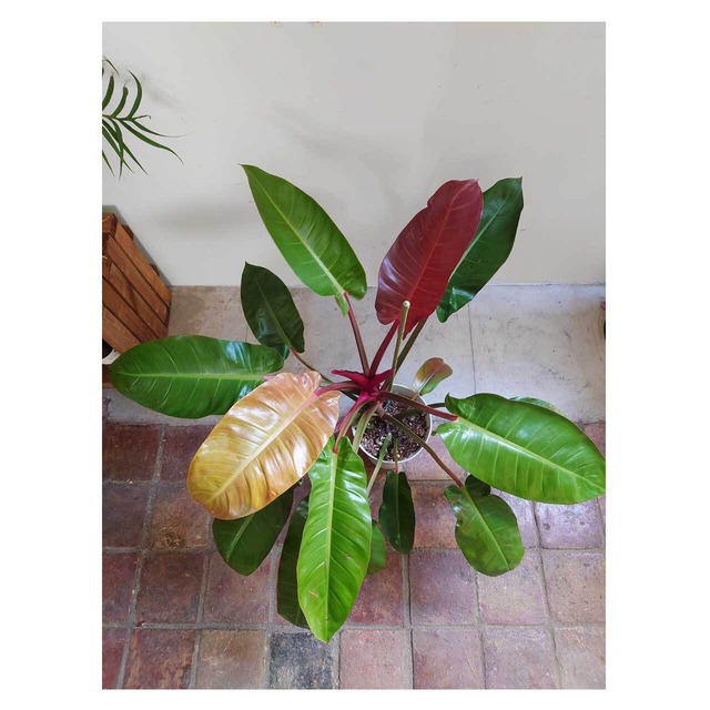 Philodendron 'Sun Red'