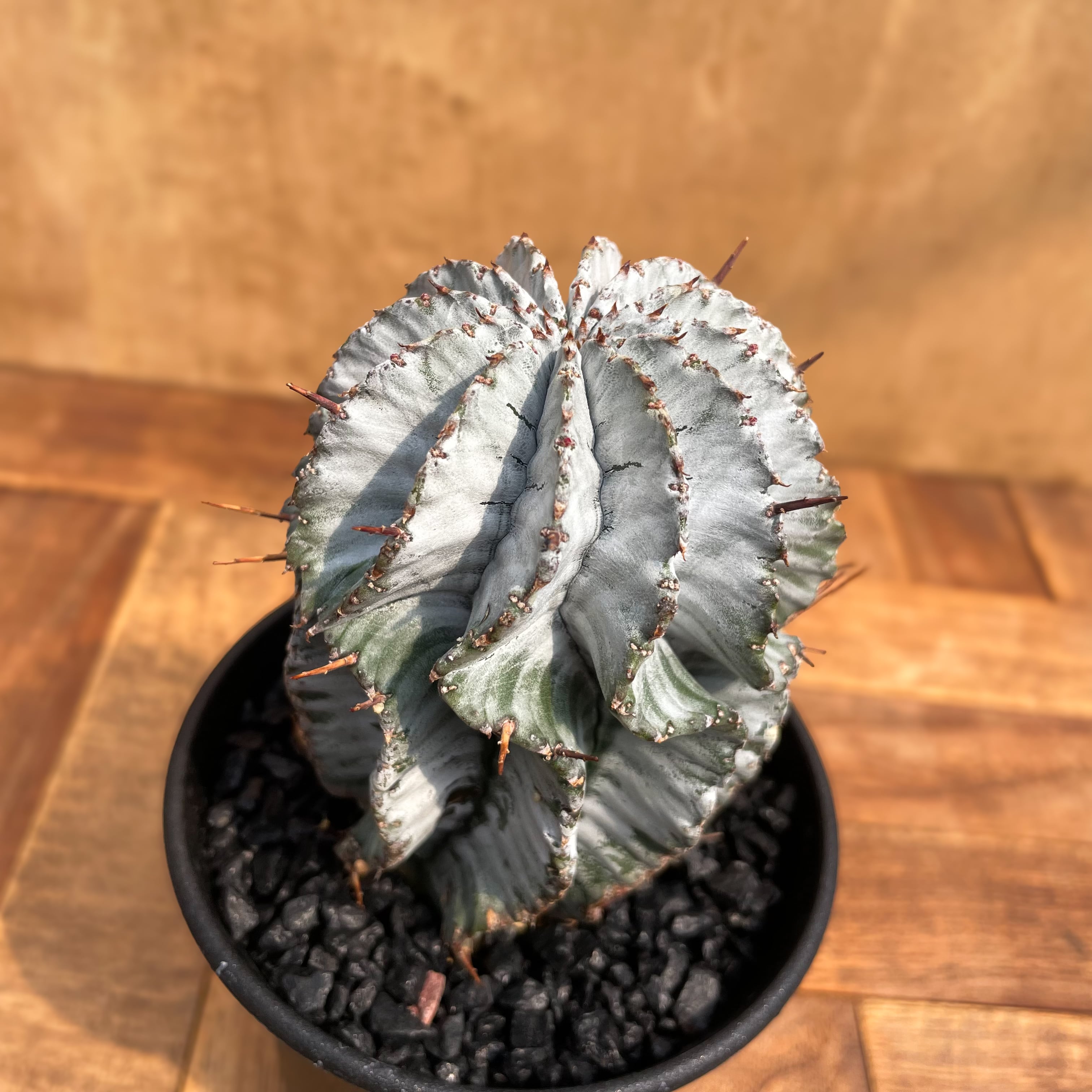 ユーフォルビア ホリダ 胴太♀ プ*フ様 ユーフォルビアホリダ White