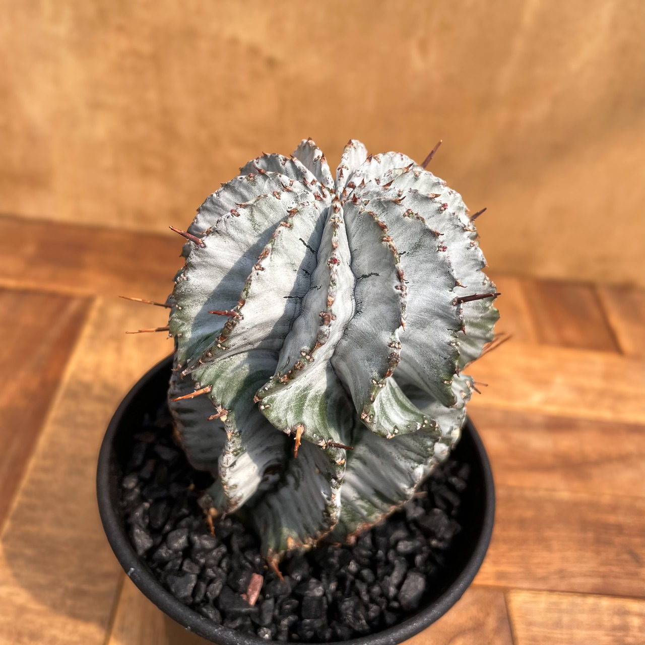 Euphorbia horrida"White striata"【ユーフォルビア・ホワイトストリアータ】