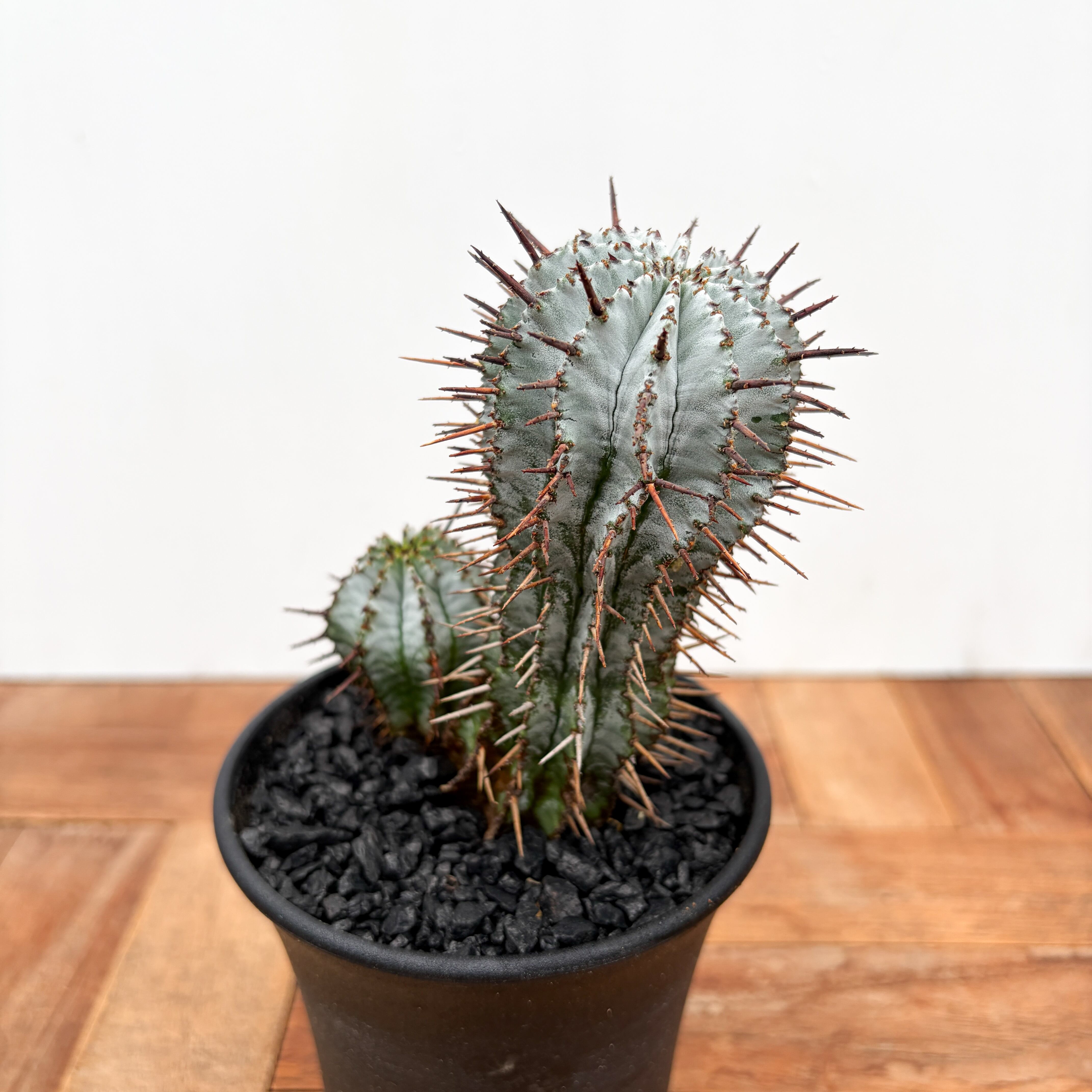 パ*ュ様 ① ホリダ　ストリアータ　ユーフォルビア Euphorbia horrida var. striata 【ユーフォルビア・ストリアータ