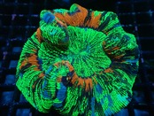【現地買付】Wellsophyllia Radiata Rainbow