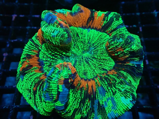【現地買付】Wellsophyllia Radiata Rainbow