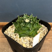 サボテン オブレゴニア 帝冠【726】