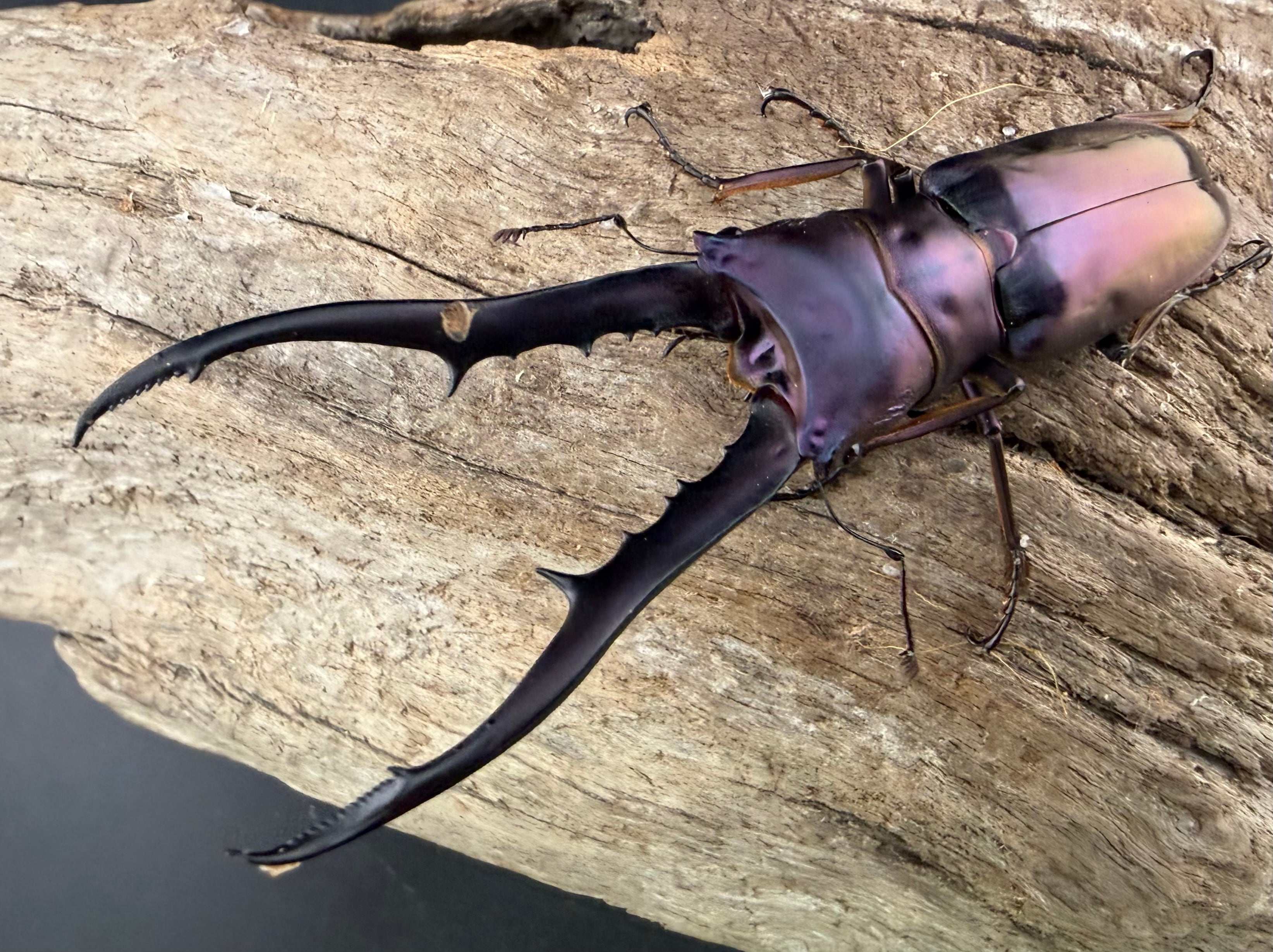 メタリフェルホソアカ亜種finae 78.5mm ペア》 | KPW公式オンライン