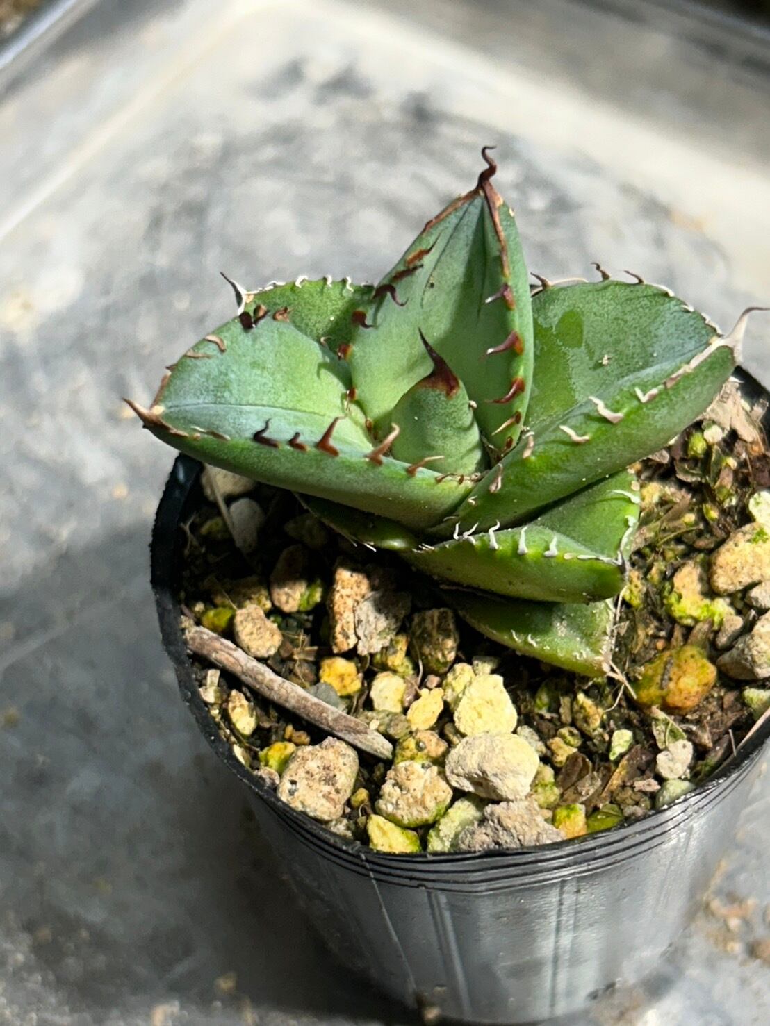 【 43 】oteroi seedling ②