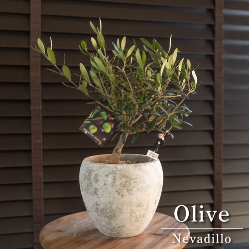創樹 Olive オリーブの木 根上がり 盆栽 SOUJU Nevadillo blanco ネバディロブランコ オリーブ セメントポット