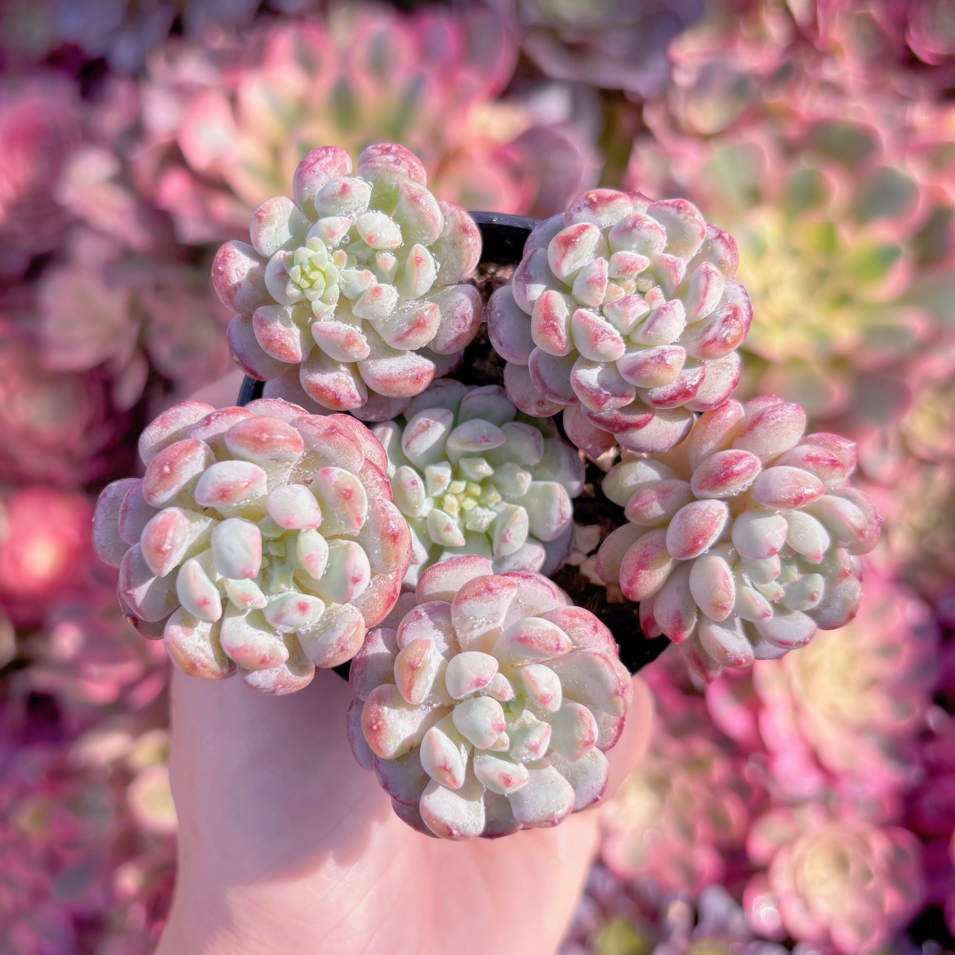 現品　萌豆#K128　群生　新入荷　るる農園