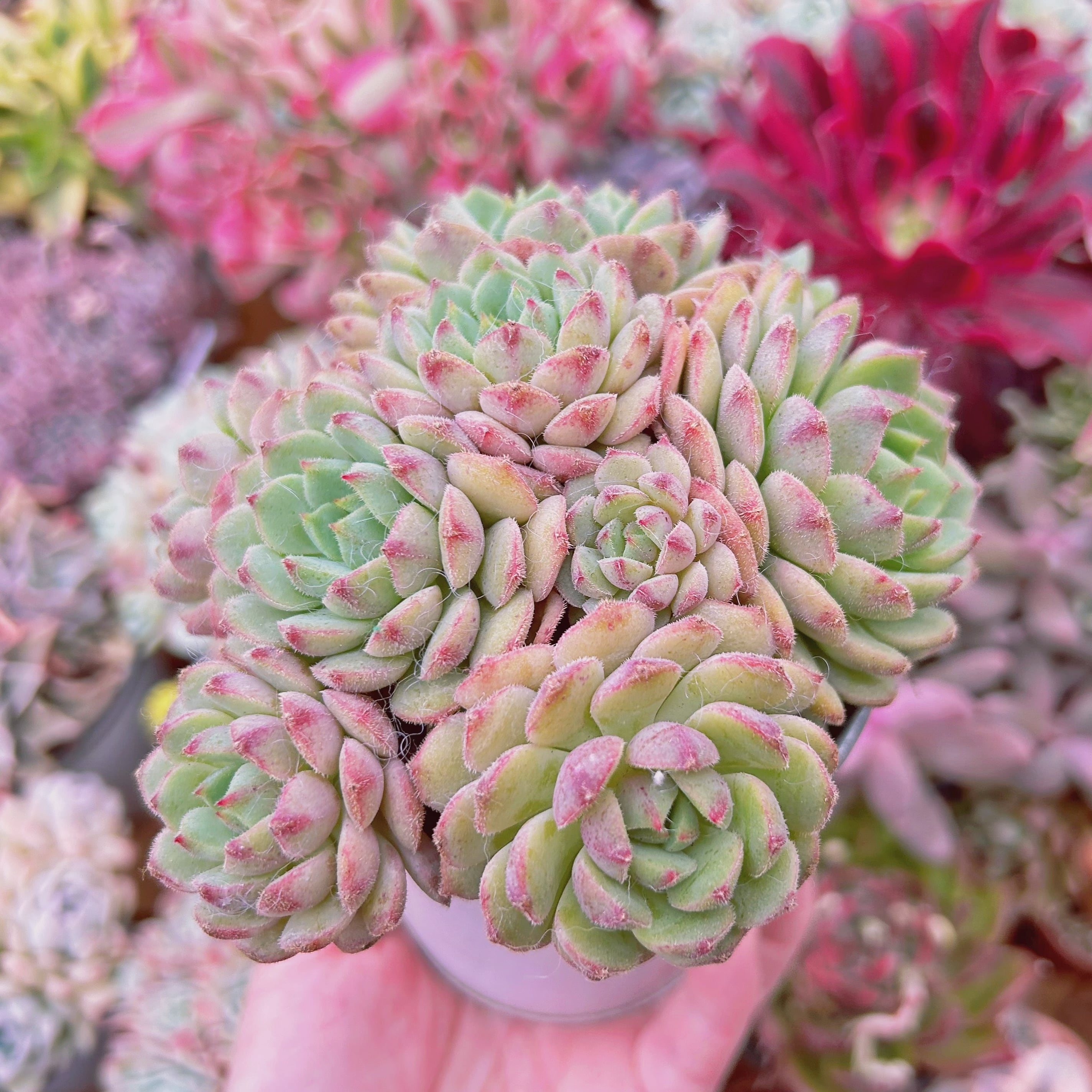 #752現物　多肉植物　王妃美尼晃　特大