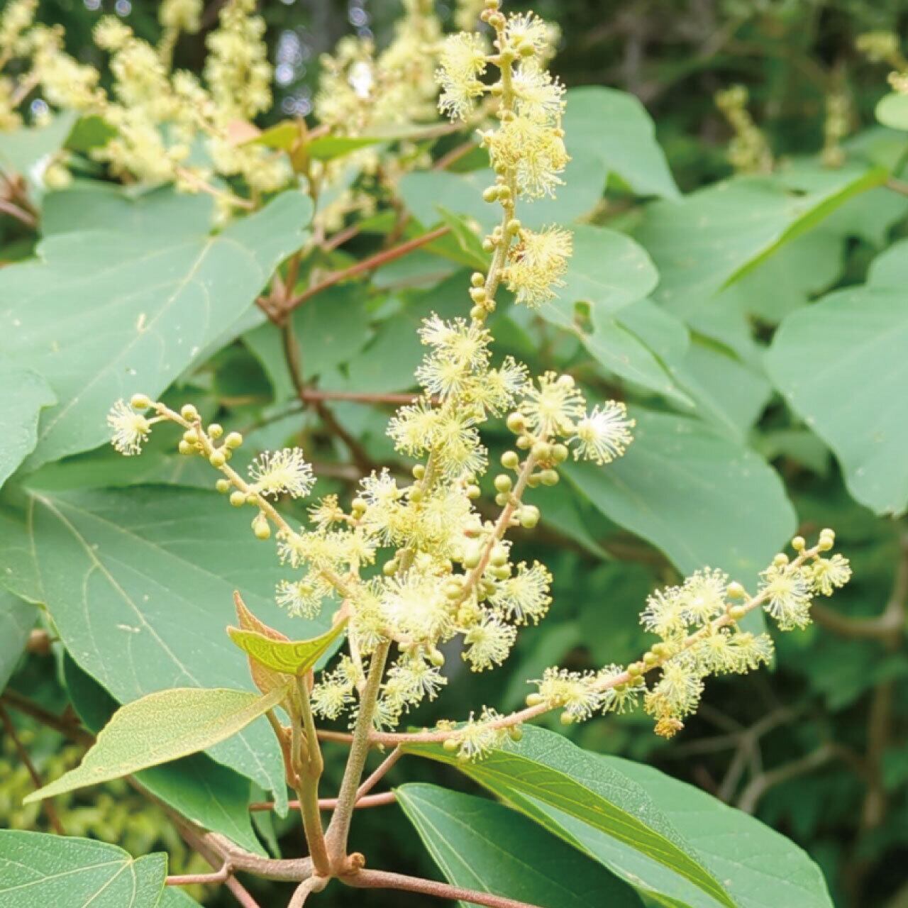 セール！幻の蜂蜜 びわ蜜 しころ蜜 あざみ蜜 各600g 計3本　希少＆超希少 セール！幻の蜂蜜 びわ蜜 しころ蜜 あざみ蜜 各600g 計3本 希少＆超