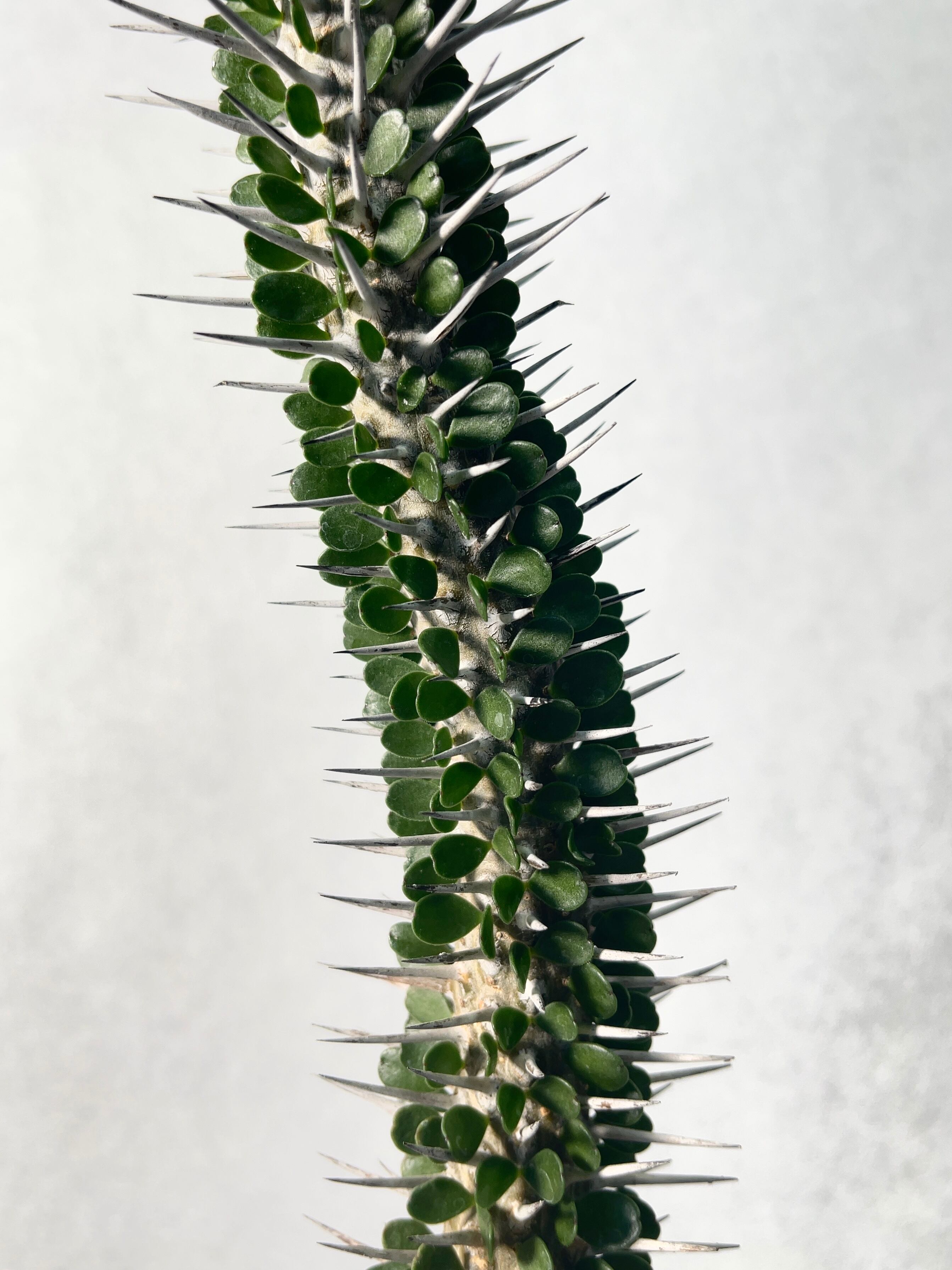 アローディア・モンタグナッキー | trigger