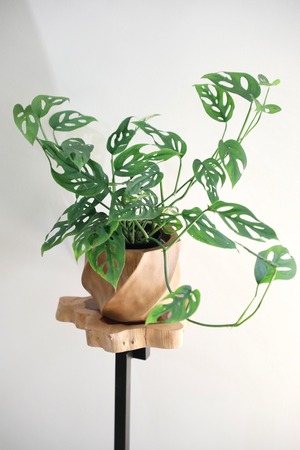 【M】マドカズラ/Monstera Adansonii　※マンゴーウッド鉢カバー付き