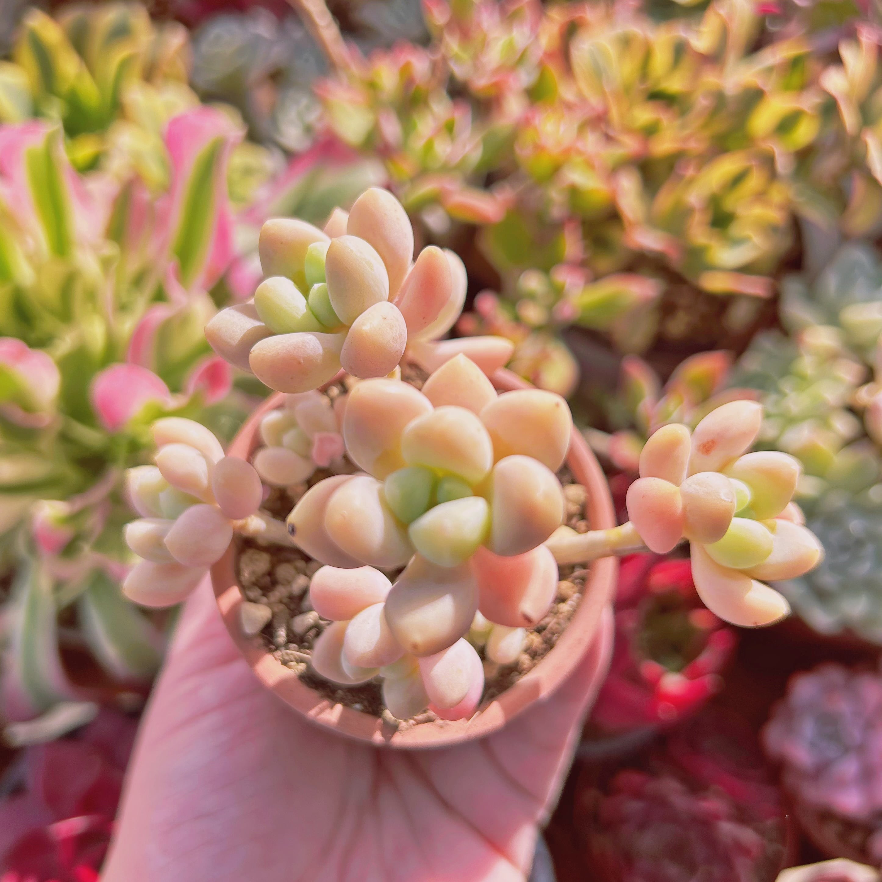 多肉植物　ラウルxフレヌ　4～6頭　大群生　