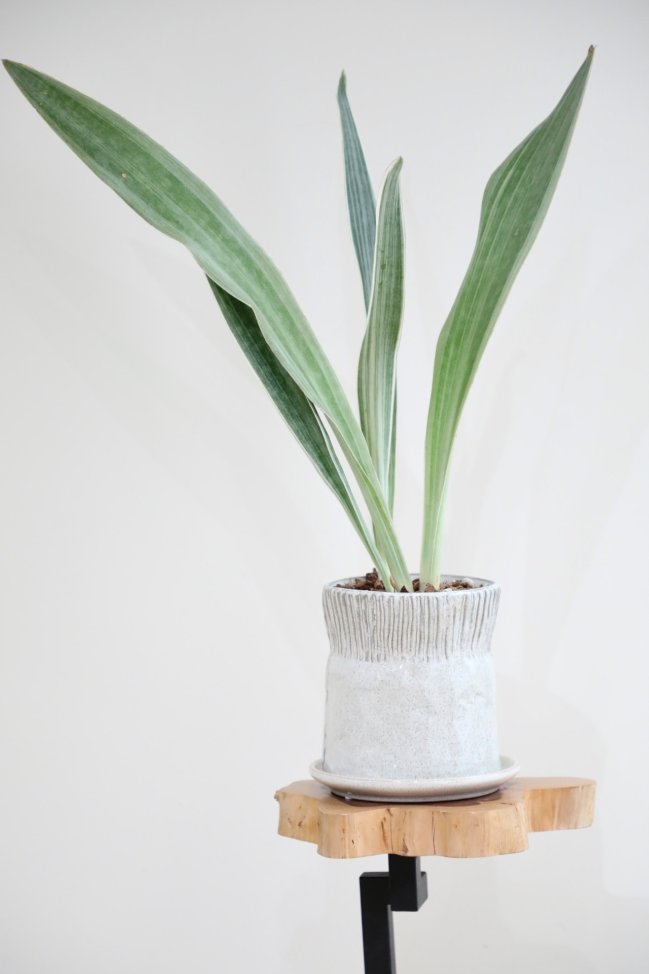 【希少】【M】サンスベリア シルバーフォックス/Sanseveria 　※陶器鉢付き