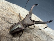 【WD】《イグジミウスホソアカ 50mm ペア》