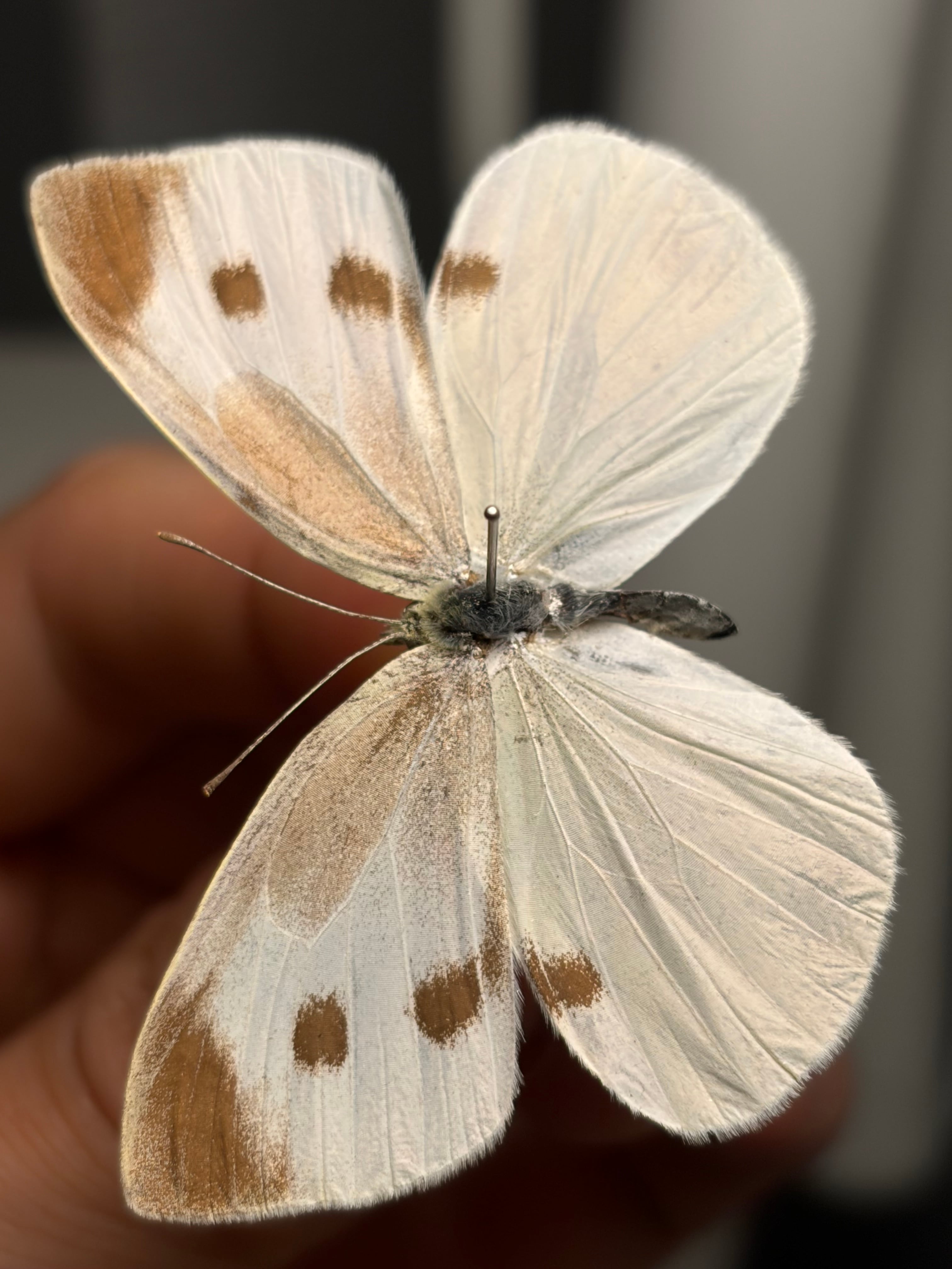 2匹set】マンマルコガネ レッドフォーム 標本 とんでもない甲虫