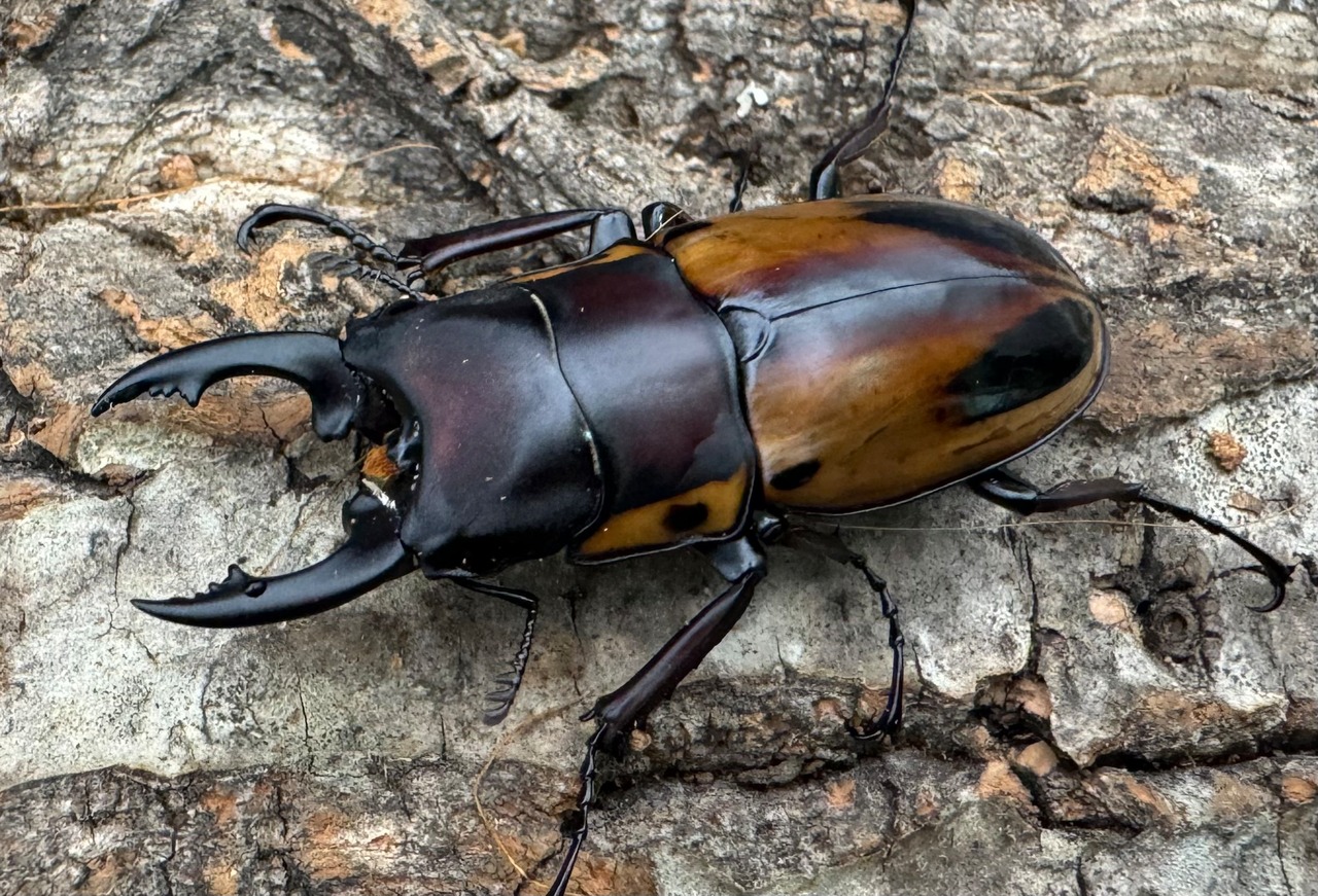 【WD】《ファブリースノコギリ原名亜種 50mm ペア》