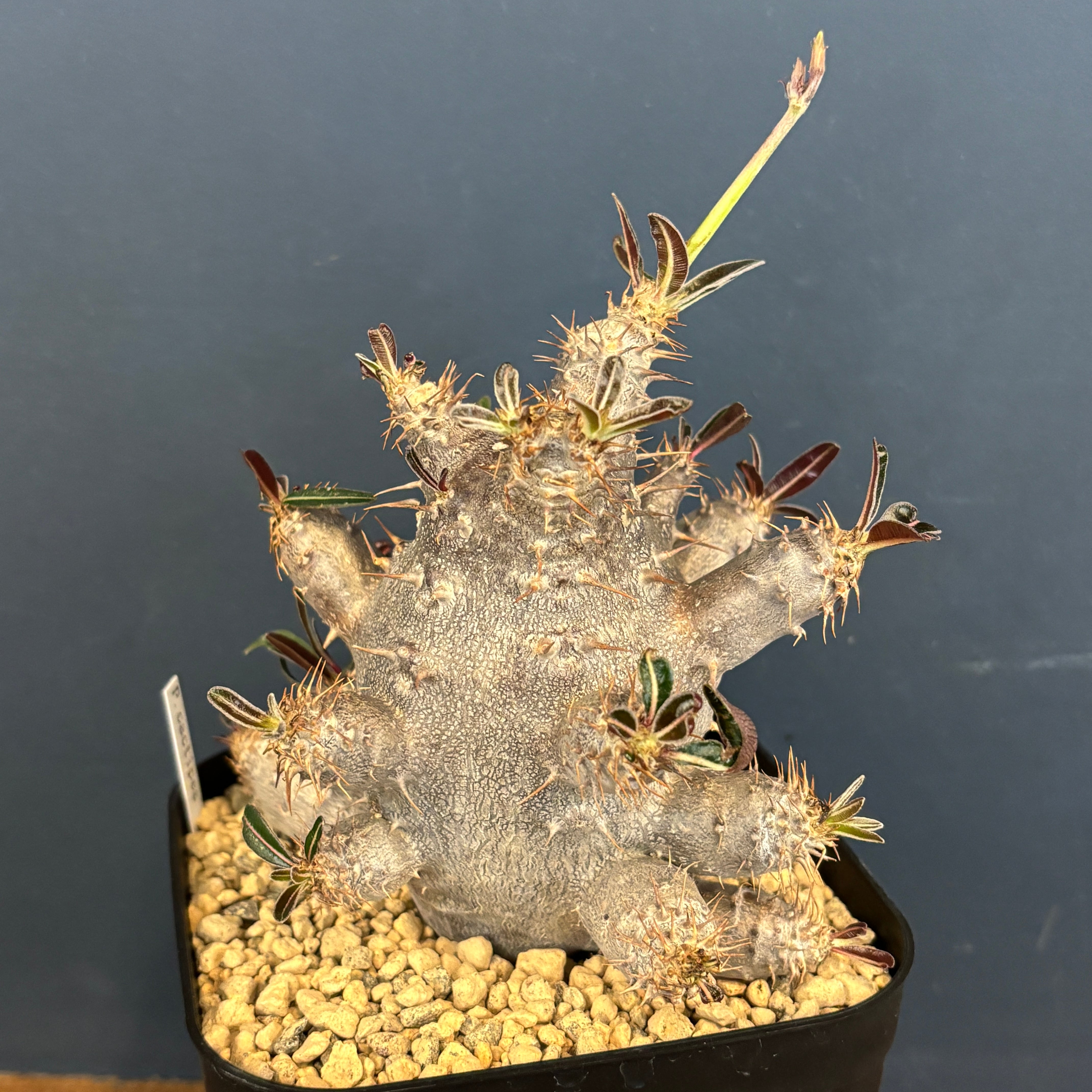 パキポディウム カクチペス【976】 | PROTOLEAF プロトリーフ