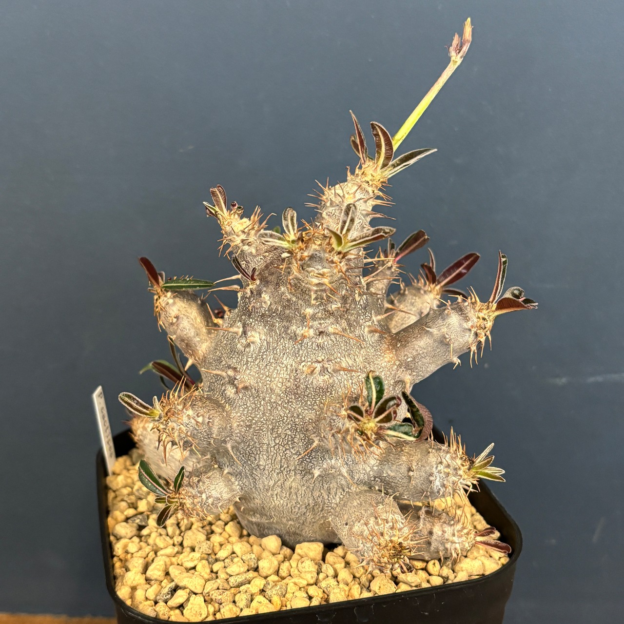 パキポディウム カクチペス【976】