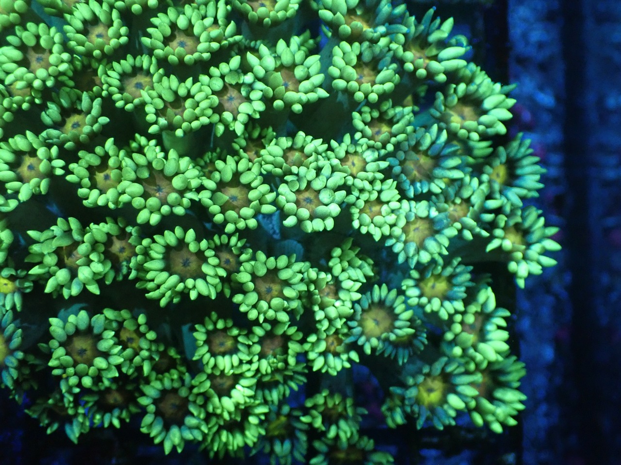 Goniopora GraftedYollowEye FromMakassar