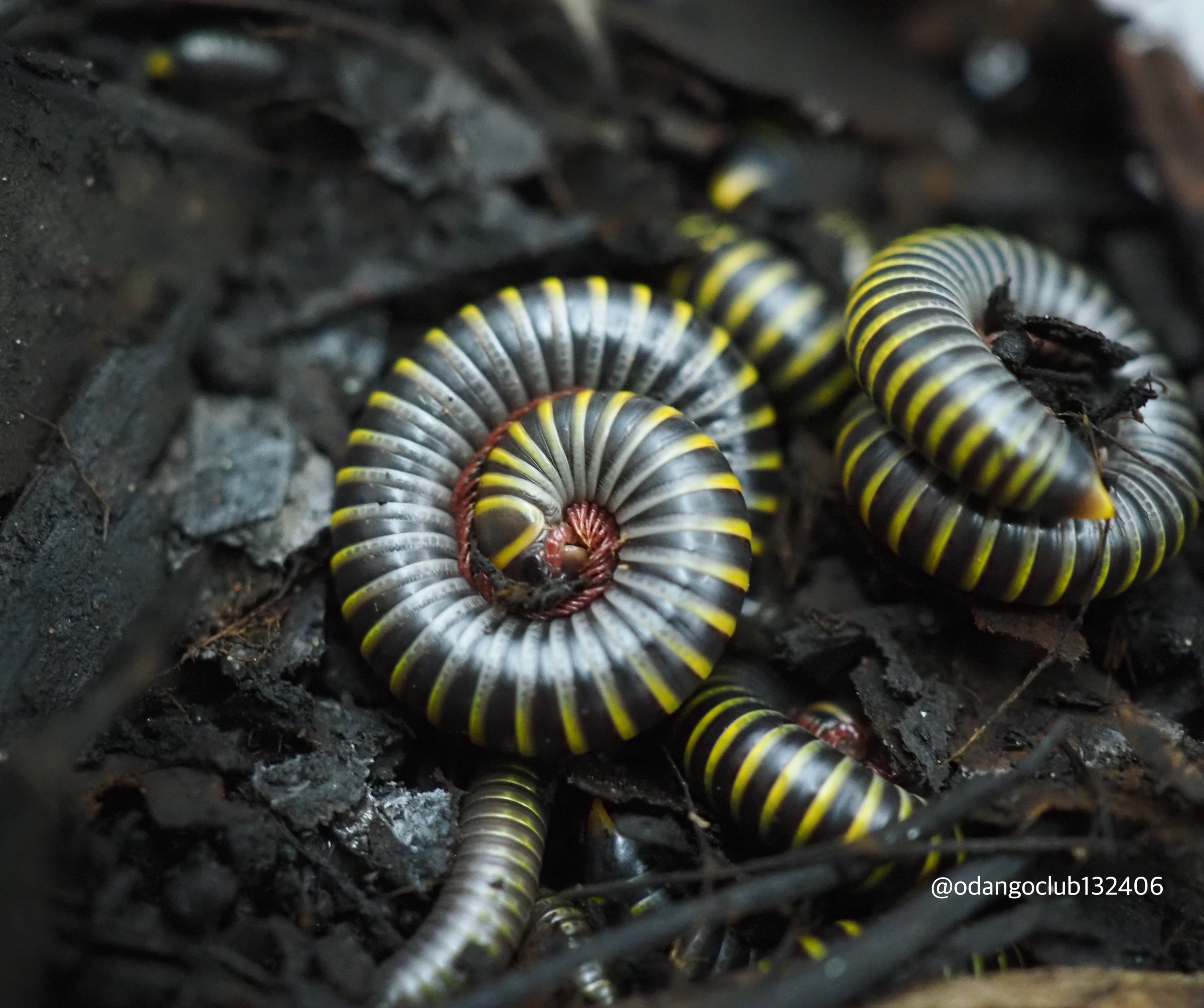 ホソミアシダカグモ 1匹 クモ | おだんごくらぶ