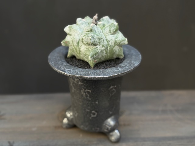 亀甲ランポー玉（実生）