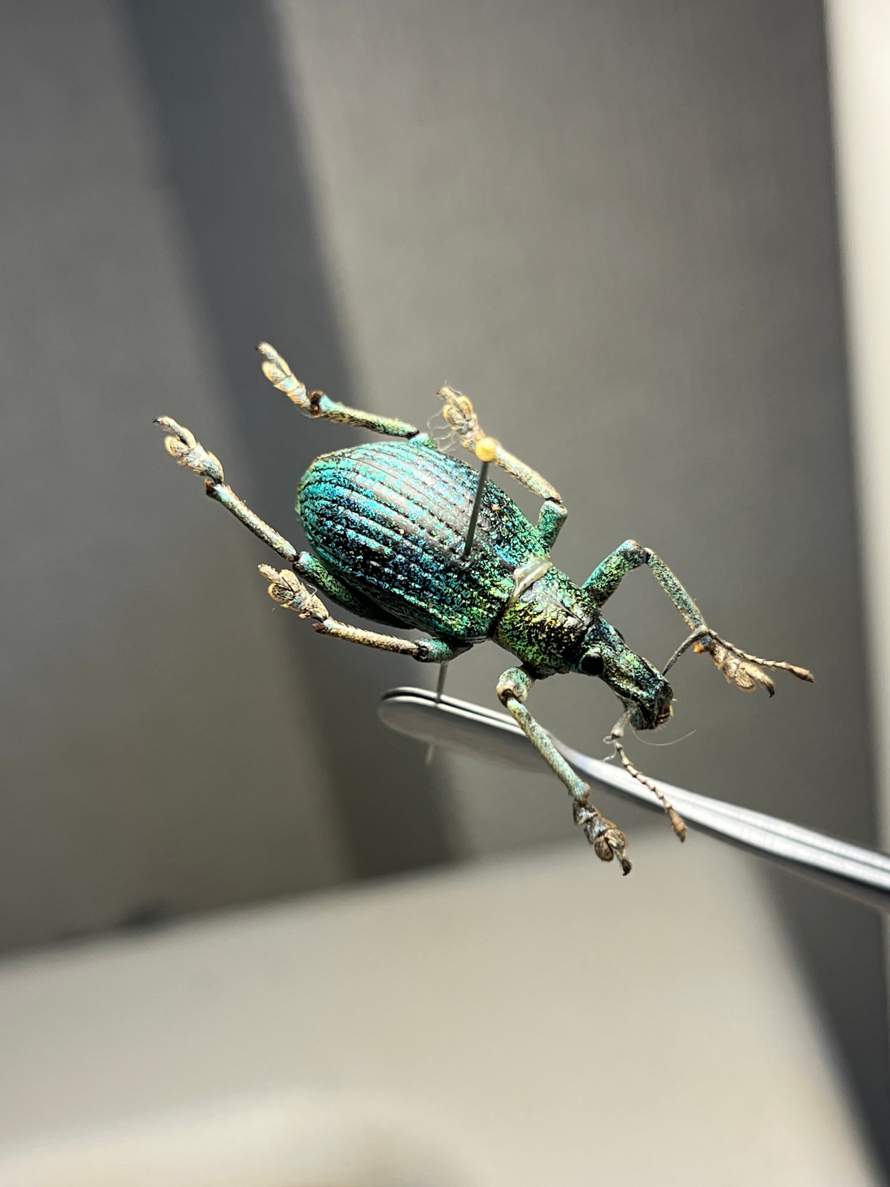 26mm】ソロモン諸島のラメ感のあるホウセキゾウムシ 標本カミキリ昆虫