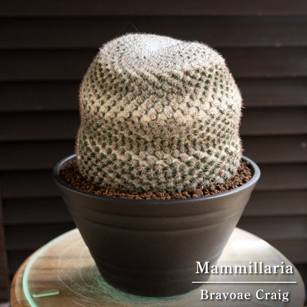 マミラリア 映雪丸 ピンクの花が咲く Mammillaria Bravoae Craig