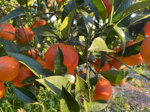 ブラッドオレンジ　訳あり　3K　特別栽培